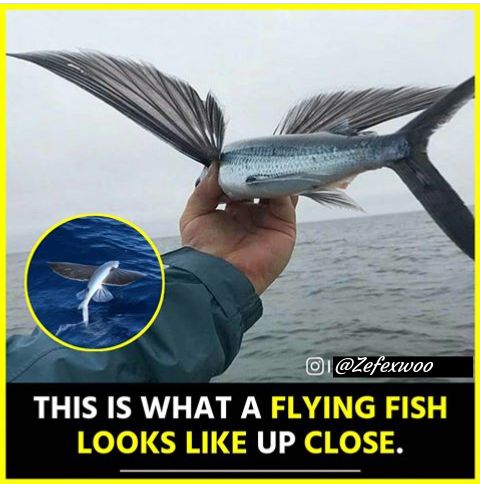 High Quality flying fish Blank Meme Template