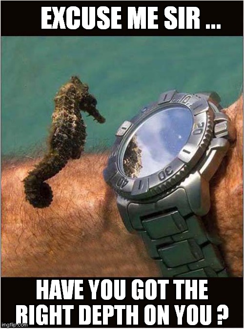 Deep Sea Horse ? | EXCUSE ME SIR ... HAVE YOU GOT THE RIGHT DEPTH ON YOU ? | image tagged in fun,diving,sea horse | made w/ Imgflip meme maker