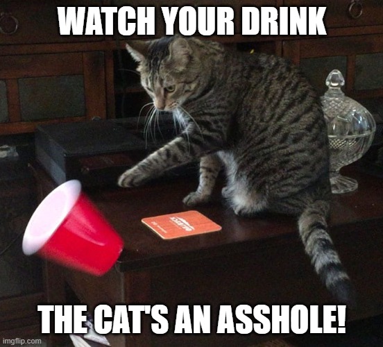 Bad Cat | WATCH YOUR DRINK; THE CAT'S AN ASSHOLE! | image tagged in funny,evil cat,cat memes | made w/ Imgflip meme maker