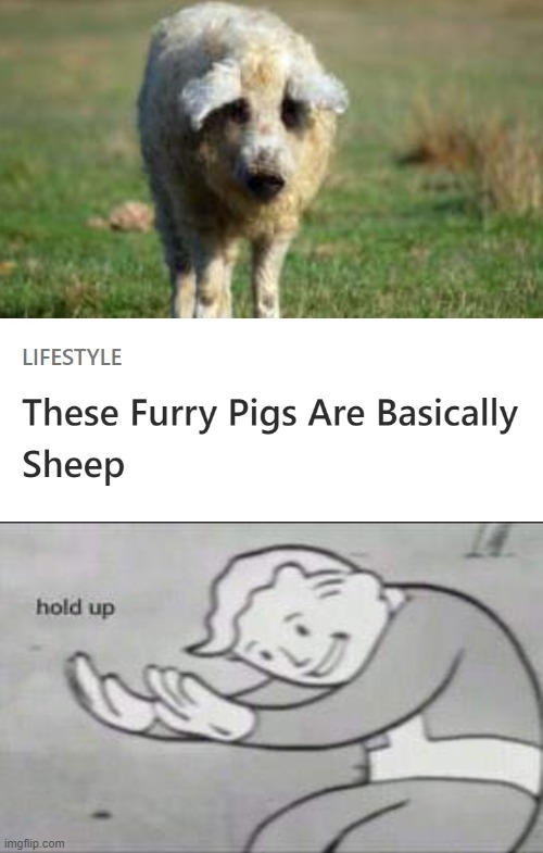Found this | image tagged in furry pig,pig,fallout hold up,sheep,wait what | made w/ Imgflip meme maker