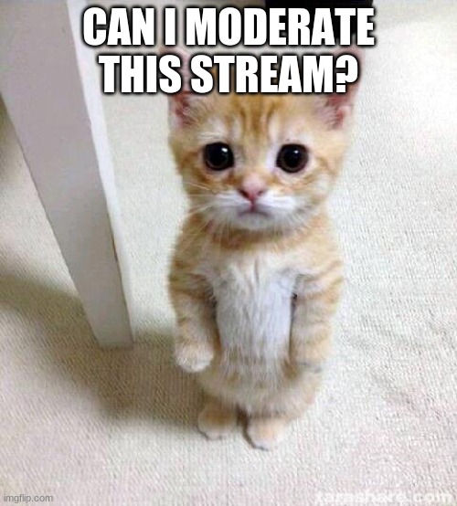 Thanks, I love moderating, but no one ^%#$ing POSTS ON MY %#%#ing STREAMS!!! | CAN I MODERATE THIS STREAM? | image tagged in memes,cute cat | made w/ Imgflip meme maker