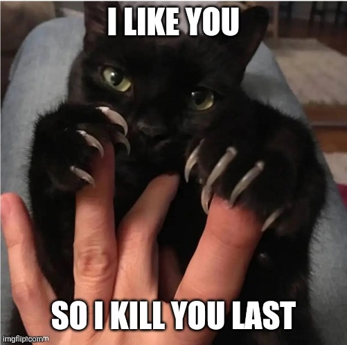 I kill you last | I LIKE YOU; SO I KILL YOU LAST | image tagged in cat,claws,kill | made w/ Imgflip meme maker