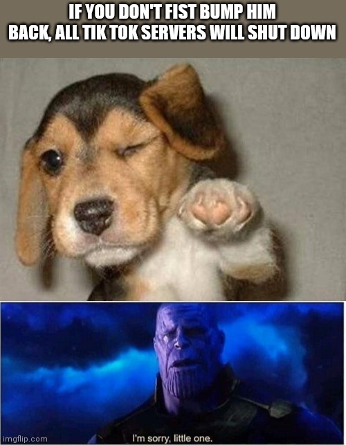 IF YOU DON'T FIST BUMP HIM BACK, ALL TIK TOK SERVERS WILL SHUT DOWN | image tagged in winking dog,thanos i'm sorry little one | made w/ Imgflip meme maker
