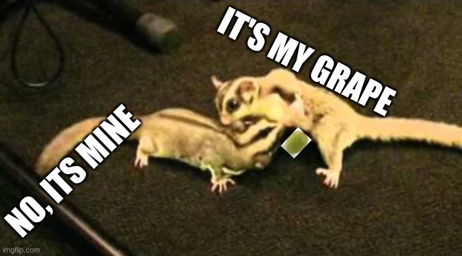 Comment if you know someone like this | IT'S MY GRAPE; NO, ITS MINE | image tagged in sugar gliders | made w/ Imgflip meme maker