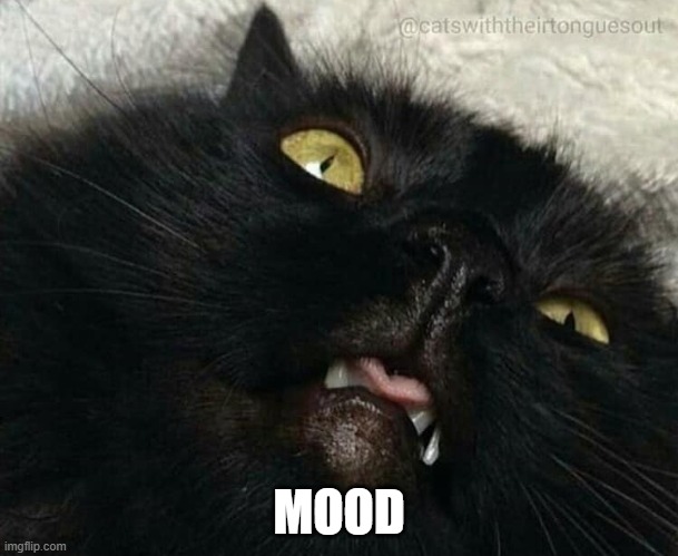 Mood | MOOD | image tagged in cats,crazy cat,black cat | made w/ Imgflip meme maker