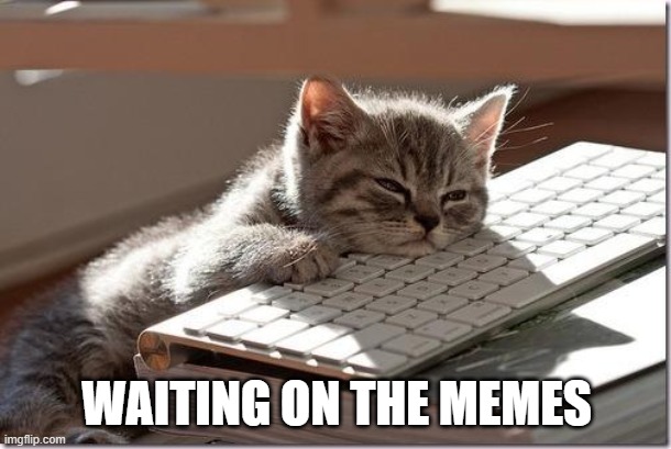 Bored Keyboard Cat | WAITING ON THE MEMES | image tagged in bored keyboard cat | made w/ Imgflip meme maker