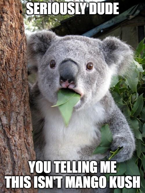 You telling me I've been lied to? | SERIOUSLY DUDE; YOU TELLING ME THIS ISN'T MANGO KUSH | image tagged in memes,surprised koala,funny,kush,fun,weed | made w/ Imgflip meme maker