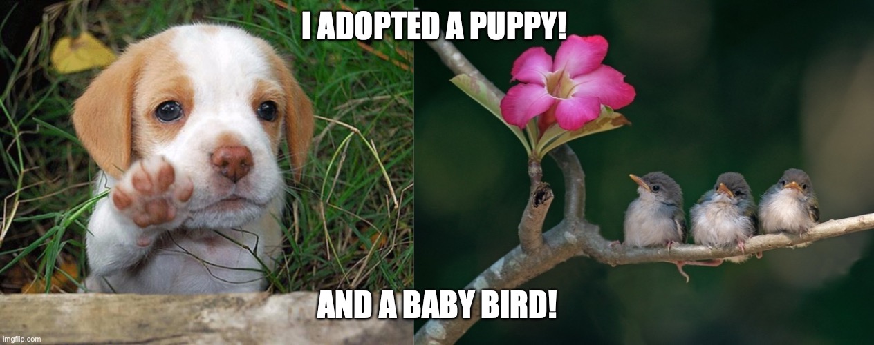 Yay! | I ADOPTED A PUPPY! AND A BABY BIRD! | image tagged in dog puppy bye,3 baby birds branch flower,bart the bird,panda the puppy,herman the puppy | made w/ Imgflip meme maker