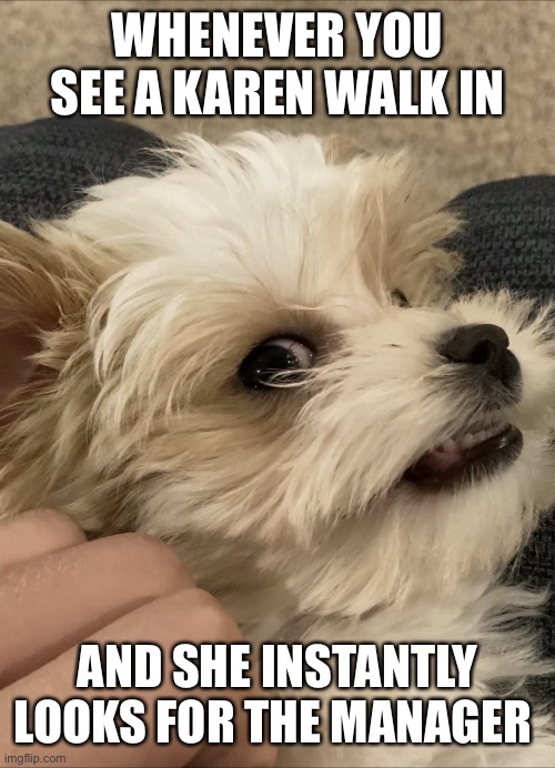 Side eye dog | WHENEVER YOU SEE A KAREN WALK IN; AND SHE INSTANTLY LOOKS FOR THE MANAGER | image tagged in side eye dog | made w/ Imgflip meme maker