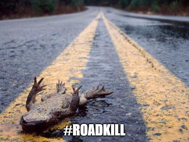 Frog Roadkill | #ROADKILL | image tagged in frog roadkill | made w/ Imgflip meme maker