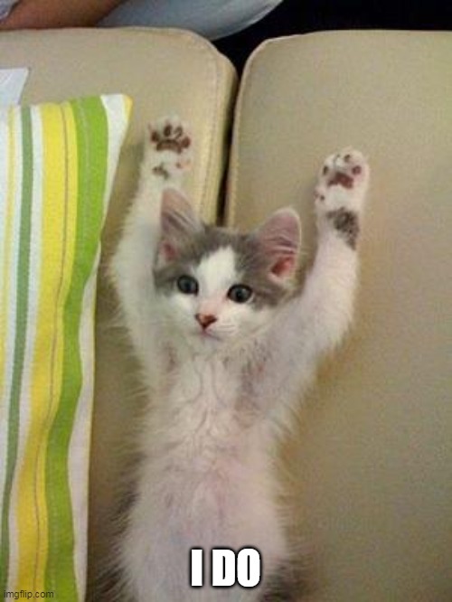 Hands up kitten | I DO | image tagged in hands up kitten | made w/ Imgflip meme maker