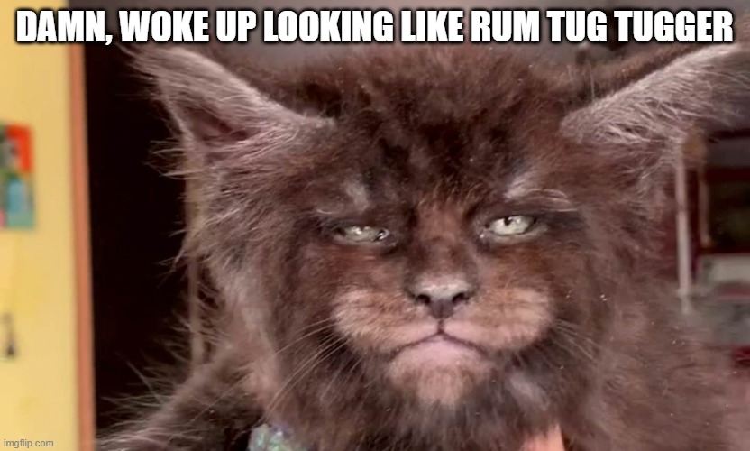 Oh Cats | DAMN, WOKE UP LOOKING LIKE RUM TUG TUGGER | image tagged in funny cat | made w/ Imgflip meme maker