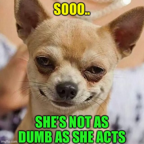Smirking Dog | SOOO.. SHE’S NOT AS DUMB AS SHE ACTS | image tagged in smirking dog | made w/ Imgflip meme maker
