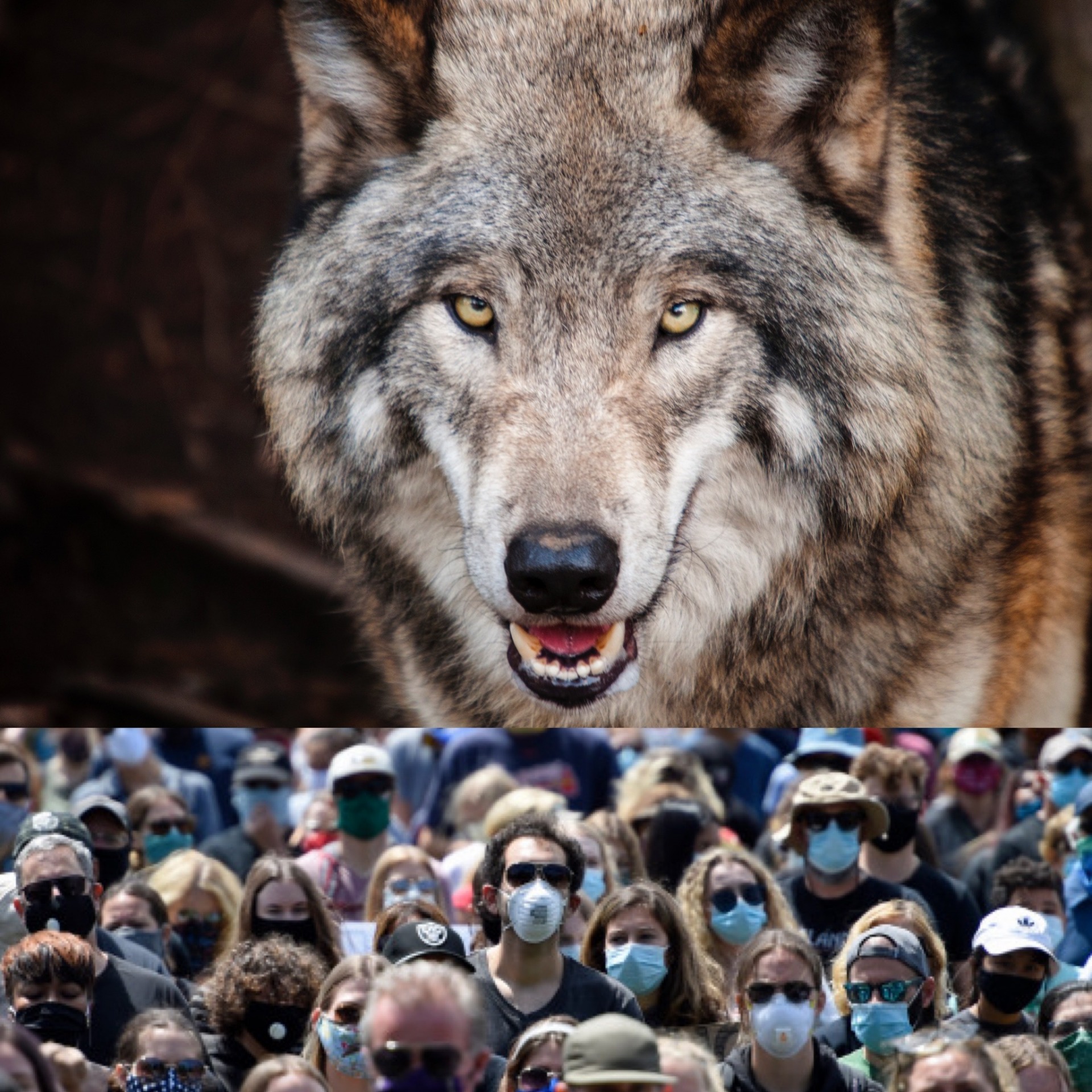 High Quality Wolf and group of people with face masks Blank Meme Template