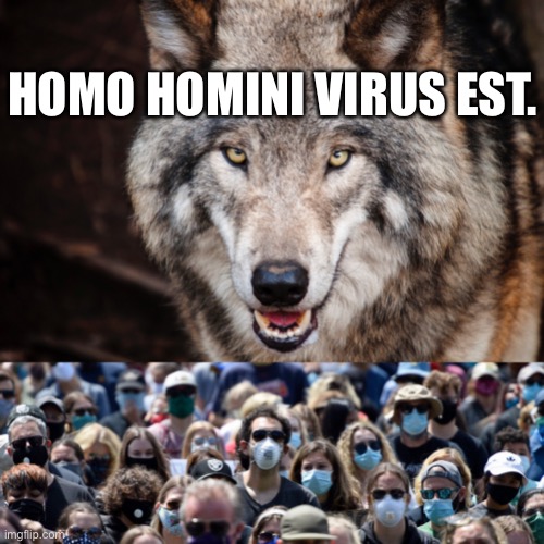 Homo homini virus est. | HOMO HOMINI VIRUS EST. | image tagged in wolf and group of people with face masks | made w/ Imgflip meme maker
