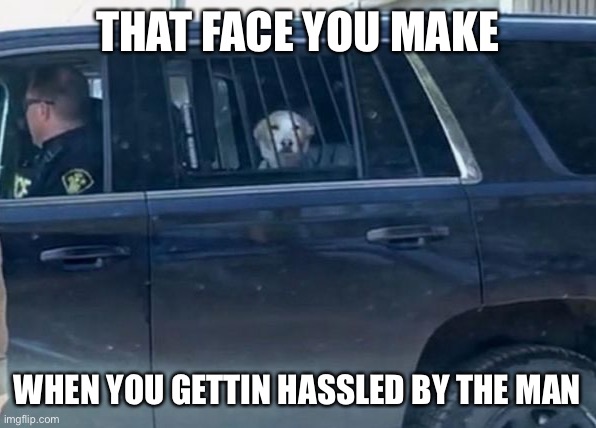 Dog Arrested for Attacking Deer | THAT FACE YOU MAKE; WHEN YOU GETTIN HASSLED BY THE MAN | image tagged in breaking news,pun intended,bad pun,bad pun dog,memes,funny | made w/ Imgflip meme maker