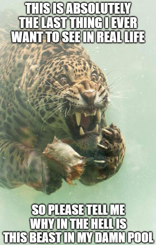 Need better pool maintenance | THIS IS ABSOLUTELY THE LAST THING I EVER WANT TO SEE IN REAL LIFE; SO PLEASE TELL ME WHY IN THE HELL IS THIS BEAST IN MY DAMN POOL | image tagged in cats,pool,leopards,memes,funny,fun | made w/ Imgflip meme maker