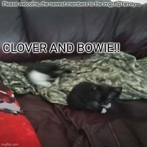 Please welcome, the newest members to the img_flip family..... CLOVER AND BOWIE!! | made w/ Imgflip meme maker