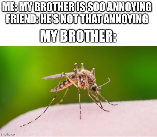 Mosquitos just need to die | ME: MY BROTHER IS SOO ANNOYING 
FRIEND: HE’S NOT THAT ANNOYING; MY BROTHER: | image tagged in mosquito,annoying people | made w/ Imgflip meme maker