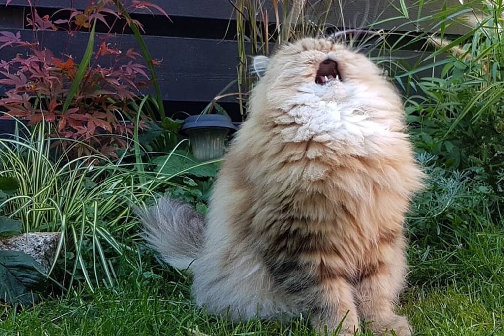 Cat Singing Blank Meme Template