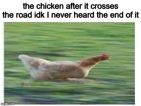 the chicken after it crosses the road idk I never heard the end of it | image tagged in idk,anti joke chicken | made w/ Imgflip meme maker