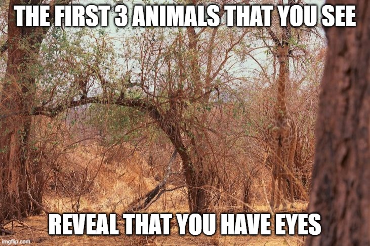 Wow! I saw three of them right away! | THE FIRST 3 ANIMALS THAT YOU SEE; REVEAL THAT YOU HAVE EYES | image tagged in first three animals you see,facebook quiz,personality test | made w/ Imgflip meme maker