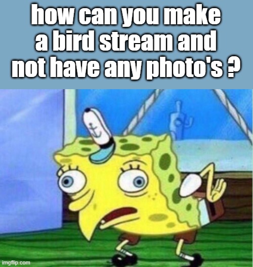 whats wrong with you? | how can you make a bird stream and not have any photo's ? | image tagged in memes,mocking spongebob | made w/ Imgflip meme maker
