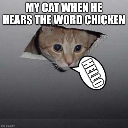 Ceiling Cat Meme | MY CAT WHEN HE HEARS THE WORD CHICKEN; HELLO | image tagged in memes,ceiling cat | made w/ Imgflip meme maker
