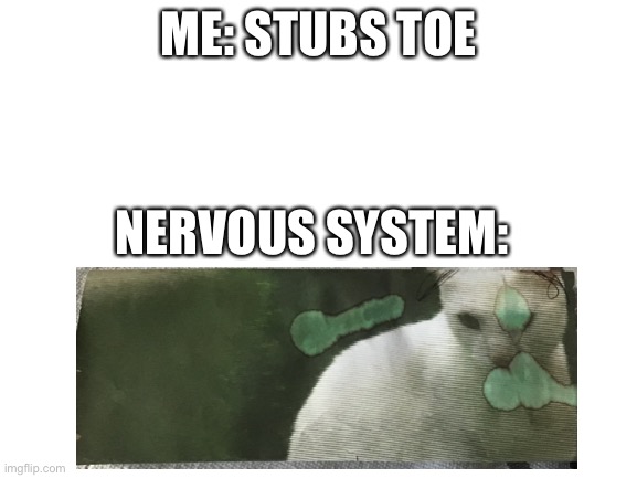 spilled some water so I made a meme | ME: STUBS TOE; NERVOUS SYSTEM: | image tagged in blank white template | made w/ Imgflip meme maker