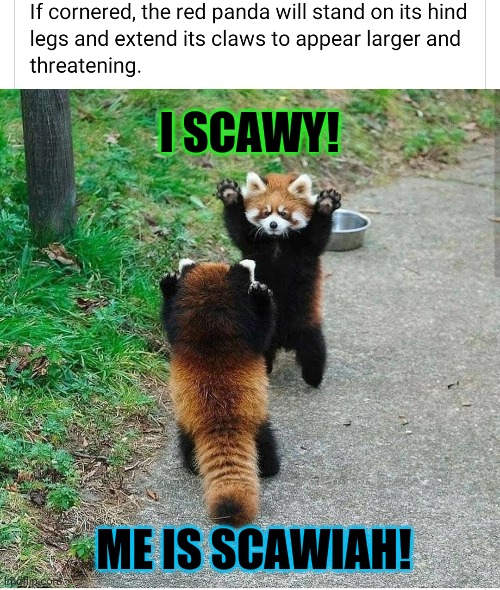 Aww! Who's a wittle tough guy! | I SCAWY! ME IS SCAWIAH! | image tagged in red panda trivia,memes,tough guy,fight me | made w/ Imgflip meme maker