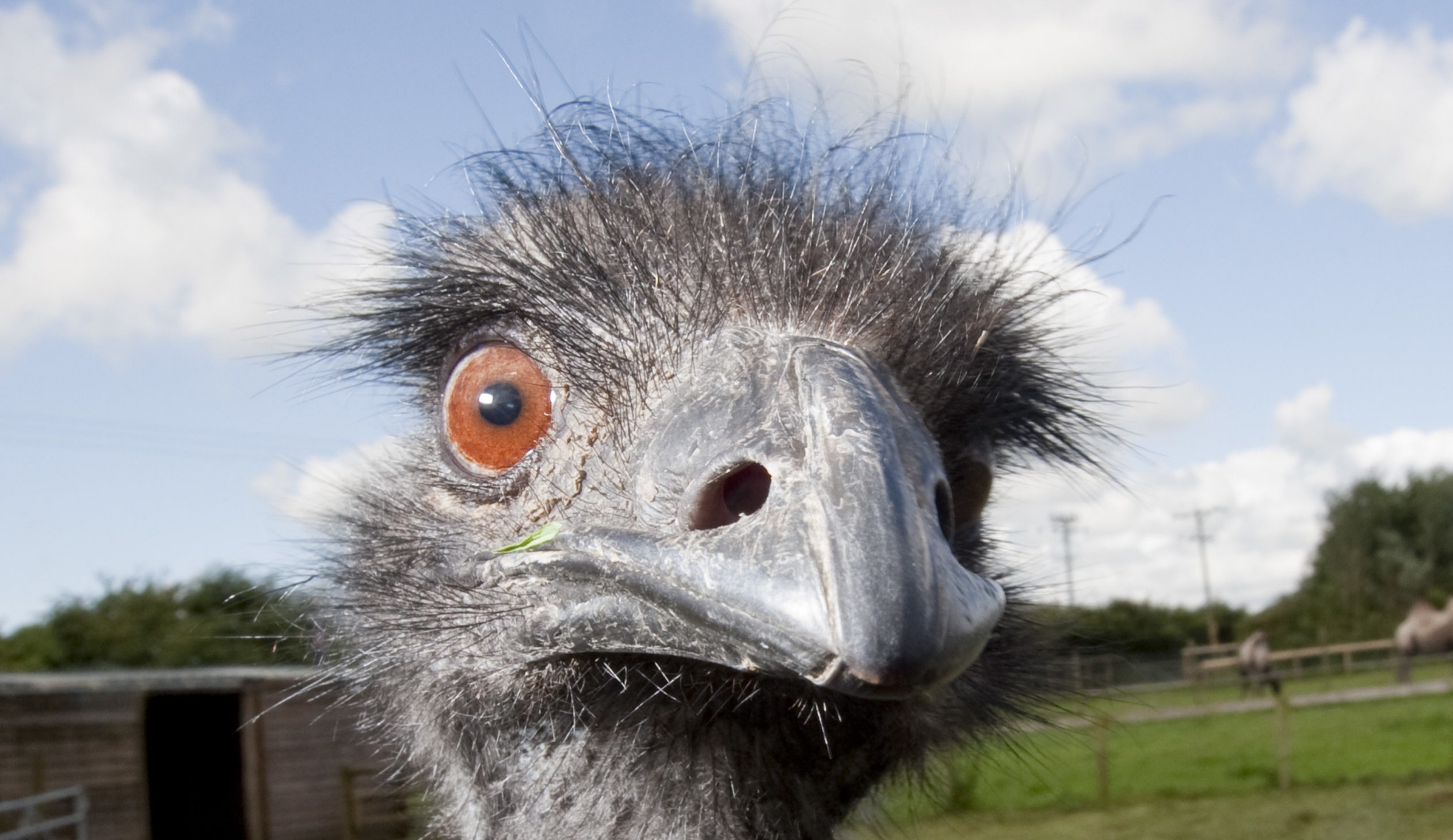 They do WHAT to Emus???? Blank Meme Template