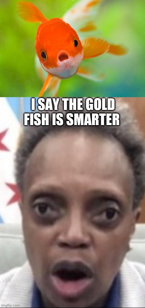 I SAY THE GOLD FISH IS SMARTER | image tagged in memes | made w/ Imgflip meme maker