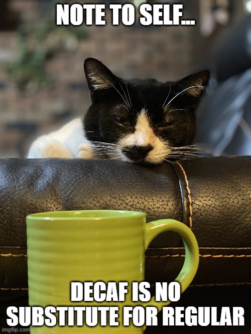 Coffee cat | NOTE TO SELF... DECAF IS NO SUBSTITUTE FOR REGULAR | image tagged in coffee cat | made w/ Imgflip meme maker