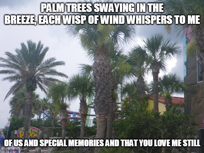 Swaying Palm Trees | PALM TREES SWAYING IN THE BREEZE, EACH WISP OF WIND WHISPERS TO ME; OF US AND SPECIAL MEMORIES AND THAT YOU LOVE ME STILL | image tagged in palm trees,the wind,special memories,love | made w/ Imgflip meme maker