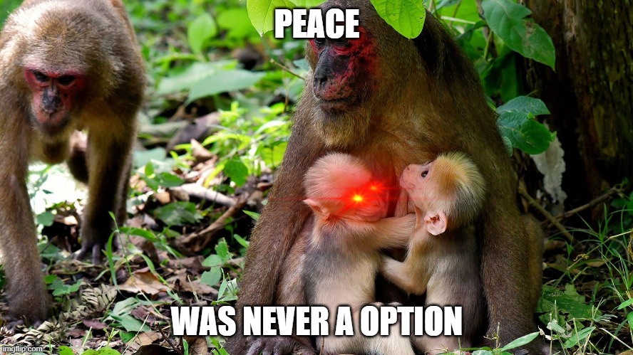 monkey twins fighting | PEACE; WAS NEVER A OPTION | image tagged in monkey twins | made w/ Imgflip meme maker