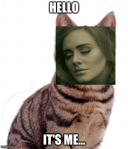 Cats meowing at 3 AM | HELLO; IT'S ME... | image tagged in adele hello,cats,meow,night,relatable | made w/ Imgflip meme maker