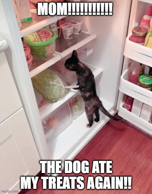 dog stole cat treats | MOM!!!!!!!!!!! THE DOG ATE MY TREATS AGAIN!! | image tagged in funny cats | made w/ Imgflip meme maker