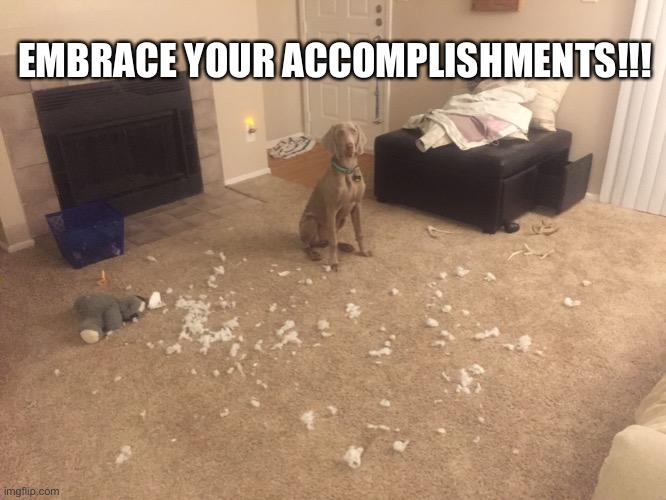 Proud weim | EMBRACE YOUR ACCOMPLISHMENTS!!! | image tagged in weimaraner,funny,mess,dog | made w/ Imgflip meme maker