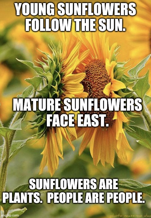 Sunflower love | YOUNG SUNFLOWERS FOLLOW THE SUN. MATURE SUNFLOWERS FACE EAST. SUNFLOWERS ARE PLANTS.  PEOPLE ARE PEOPLE. | image tagged in sunflower love,facts,gardening | made w/ Imgflip meme maker