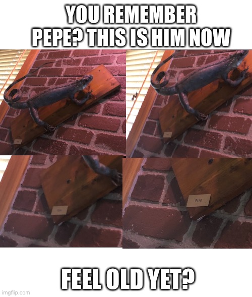 Pe- pepe is that you? | YOU REMEMBER PEPE? THIS IS HIM NOW; FEEL OLD YET? | image tagged in pepe | made w/ Imgflip meme maker