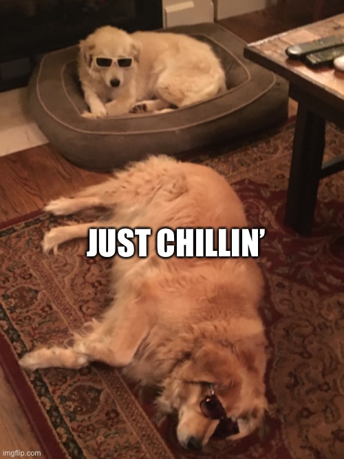 Just chillin | JUST CHILLIN’ | image tagged in funny dogs,dogs,cute dogs | made w/ Imgflip meme maker