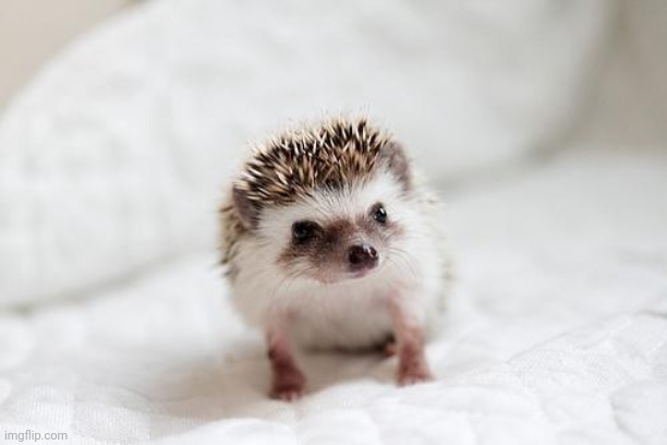 hedgehog  | image tagged in hedgehog | made w/ Imgflip meme maker