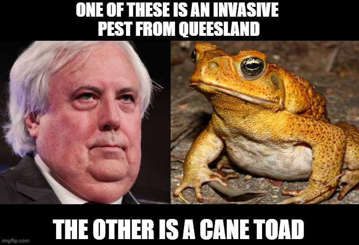 One of these is an invasive pest from Queensland | ONE OF THESE IS AN INVASIVE 
PEST FROM QUEESLAND; THE OTHER IS A CANE TOAD | image tagged in cane toad,clive palmer | made w/ Imgflip meme maker
