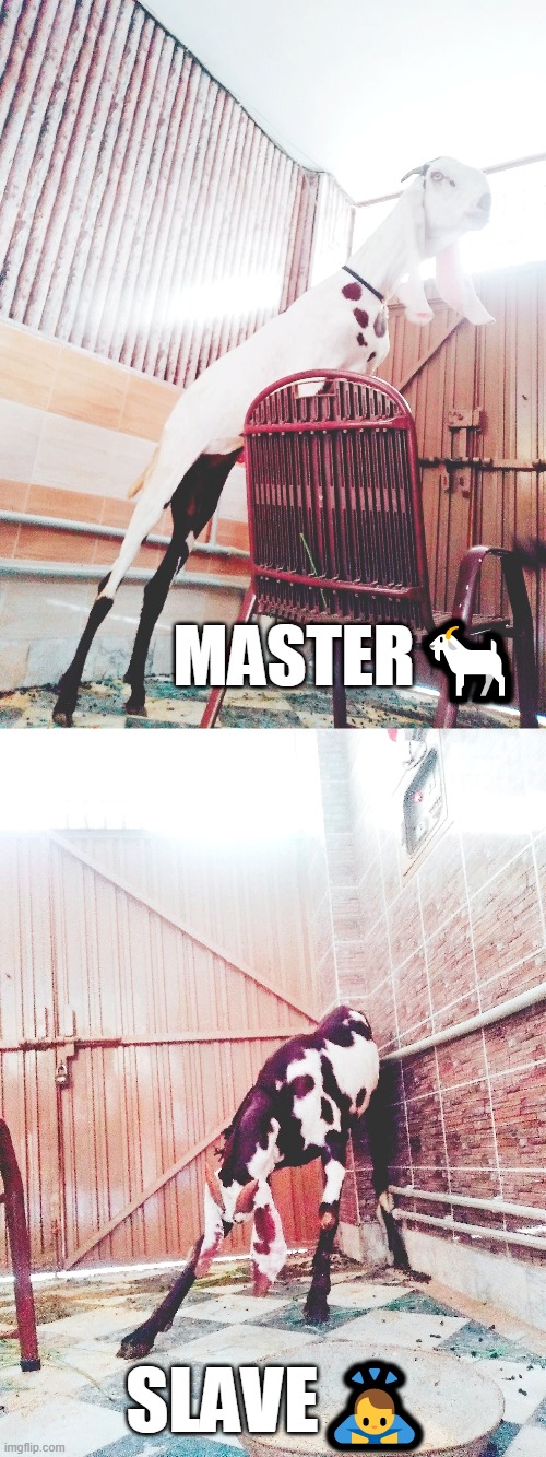 Master Slave | MASTER🐐; SLAVE🙇 | image tagged in muslim,tradition,culture | made w/ Imgflip meme maker