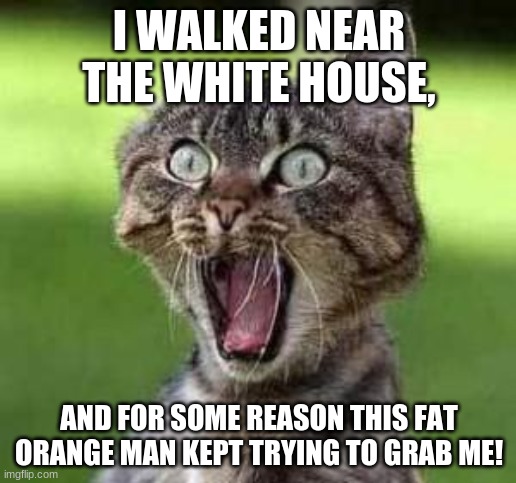 scared cat | I WALKED NEAR THE WHITE HOUSE, AND FOR SOME REASON THIS FAT ORANGE MAN KEPT TRYING TO GRAB ME! | image tagged in scared cat | made w/ Imgflip meme maker