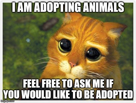 Shrek Cat | I AM ADOPTING ANIMALS; FEEL FREE TO ASK ME IF YOU WOULD LIKE TO BE ADOPTED | image tagged in memes,shrek cat | made w/ Imgflip meme maker