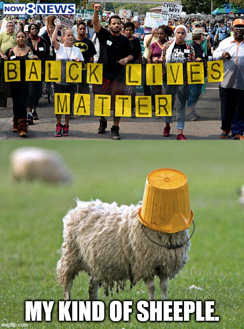 Embarrassing BLM Protester Moments | MY KIND OF SHEEPLE. | image tagged in stupid sheep,blm,black lives matter,sheeple,george floyd,protest | made w/ Imgflip meme maker