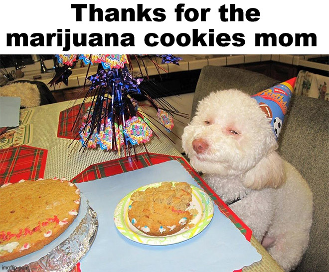Not what I meant by making him a drug dog. |  Thanks for the marijuana cookies mom | image tagged in marijuana,high dog,cookies | made w/ Imgflip meme maker