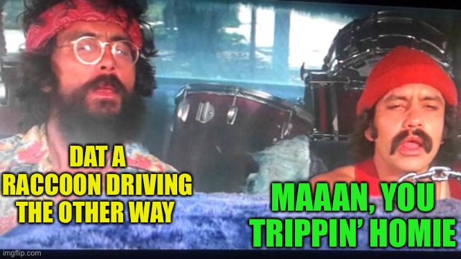 cheech and chong | DAT A RACCOON DRIVING THE OTHER WAY MAAAN, YOU TRIPPIN’ HOMIE | image tagged in cheech and chong | made w/ Imgflip meme maker