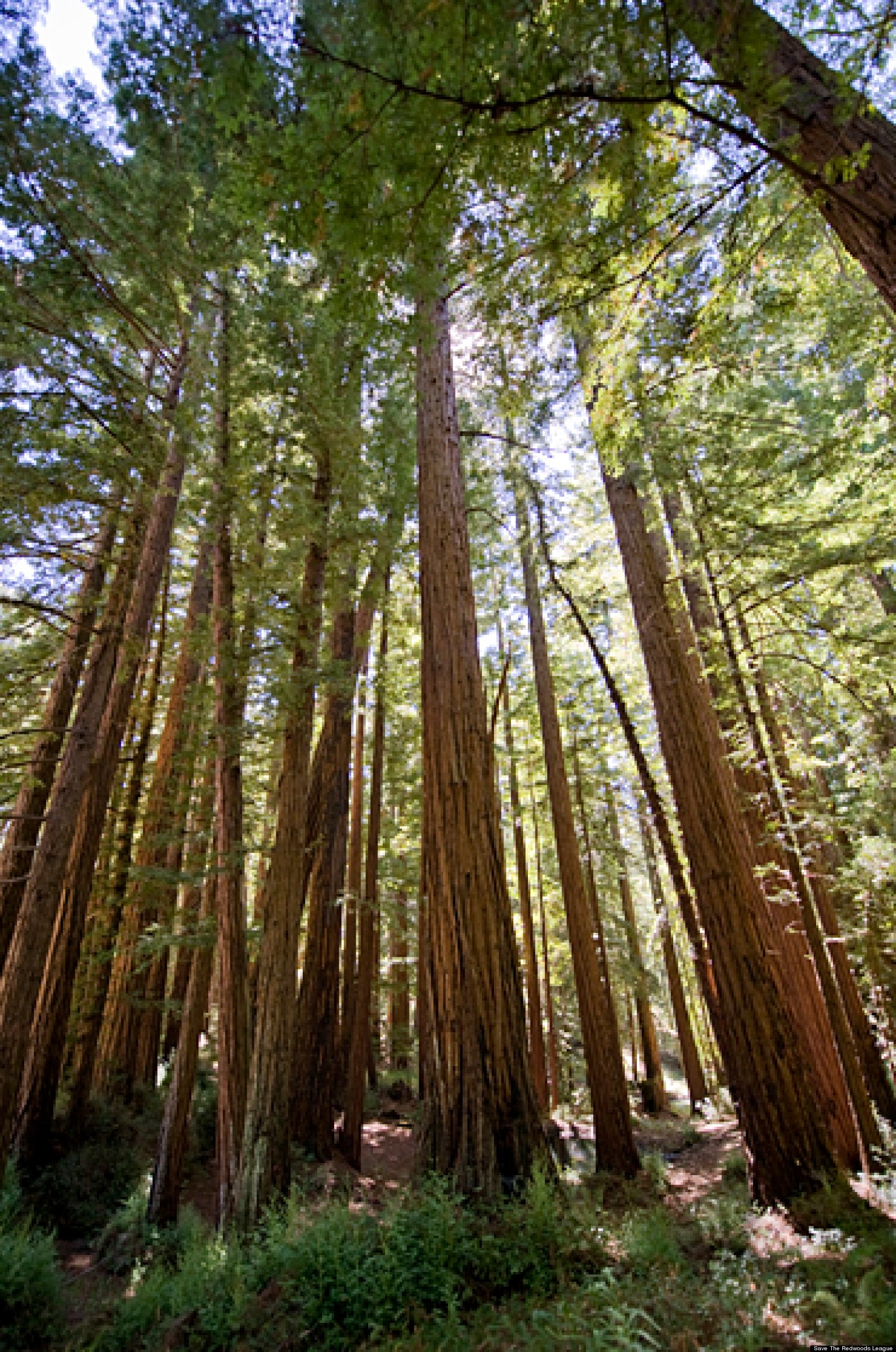 Redwood forest Blank Meme Template